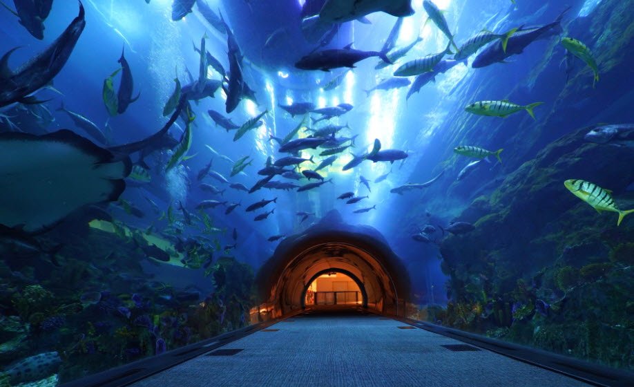Dubai Aquarium and Underwater Zoo